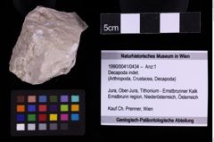 Foto (Objekt + Etiketten) von Decapoda indet. (NHMW-GEO-1990-0041-0434)